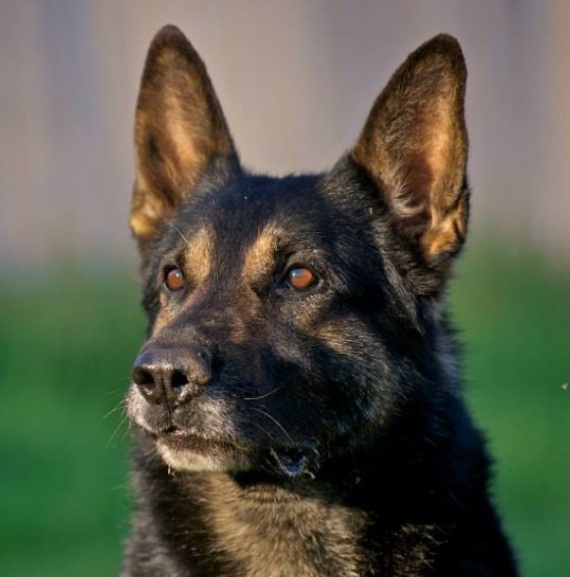 dog 3